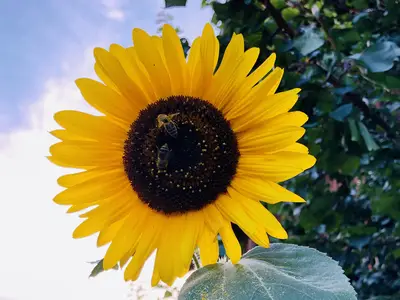 Sonnenblume beim Stadlerhof