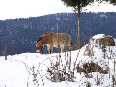 Der Bayerische Wald lädt ein zum Erholen