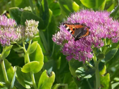 Garten Gästehaus Rachelblick