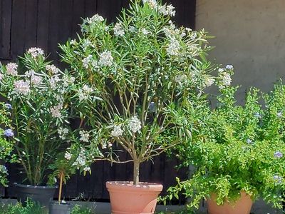 Blütenpracht im Sommer Blütenpracht im Sommer