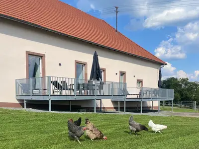Hühner vor den Terrassen