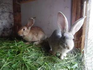 Ferienwohnung für 4 Personen (42 m²) in Landkreis Freudenstadt