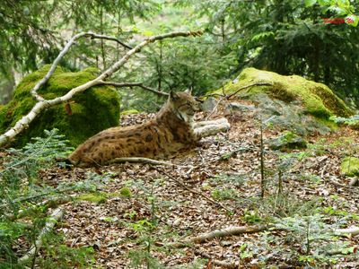 Luchs 2