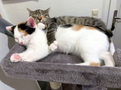 Die Hofkatzen Martha und Wilma