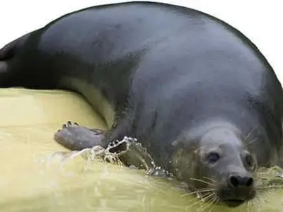 Ferienwohnung für 3 Personen (42 m²) in Friedrichskoog 3/10