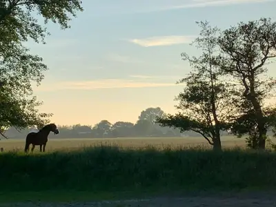 Pferd und Ausblick