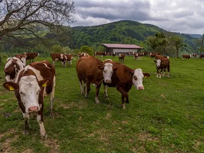Ferienwohnung für 3 Personen (45 m²) in Fröhnd 10/10
