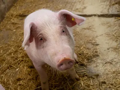 Stall Schweine