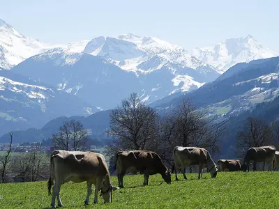 Zillertal Frühling
