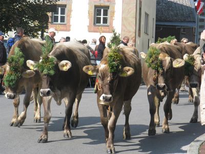 Unsere Kühe beim Almabtrieb