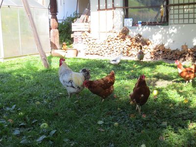 Unsere Hühner sorgen für frische Eier