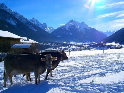 Schottenhof Kühe im Winter