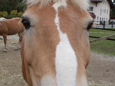 Haflinger am Hof