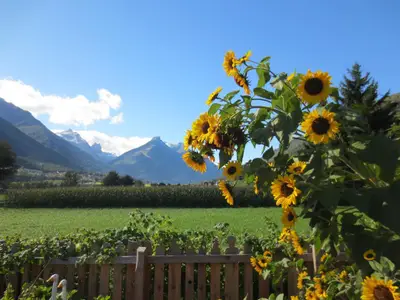 Mamas Sonnenblumen