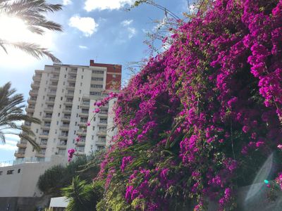 Ferienwohnung für 4 Personen (15 m²) in Funchal 10/10