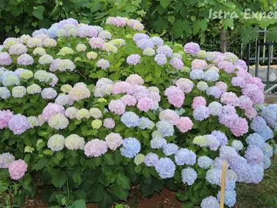 Ferienwohnung für 4 Personen (40 m²) in Funtana 9/10