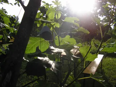 Ferienwohnung für 3 Personen (40 m²) in Funtana 4/10