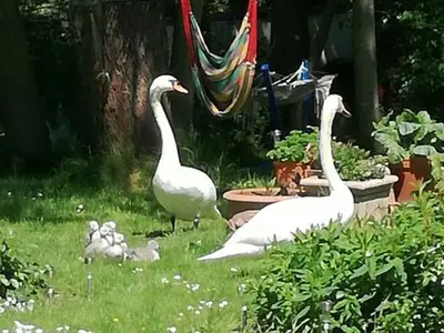 Ferienwohnung für 4 Personen (45 m²) in Fürstenberg/Havel 7/10