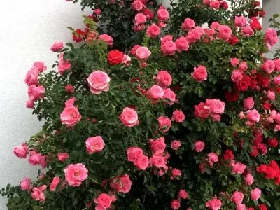 Ferienwohnung für 4 Personen (58 m²) in Fürth 2/9