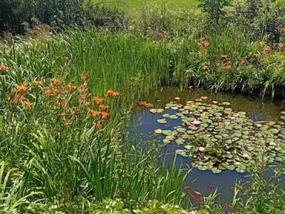Gartenteich