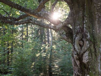 Wunderschöne Mischwälder, in der direkten Umgebung, laden zum Wandern ein.