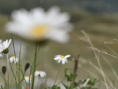 Sommer