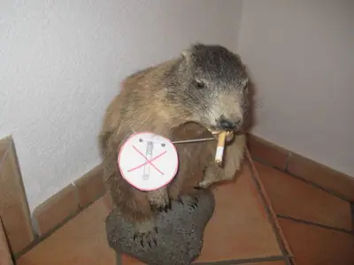 Ferienwohnung für 6 Personen (70 m²) in Galtür 6/10