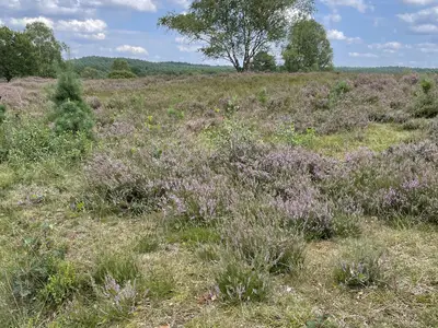 Die Heide blüht