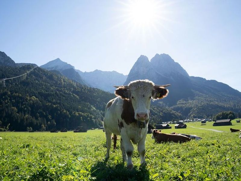 23913771-Ferienwohnung-2-Garmisch-Partenkirchen-800x600-2