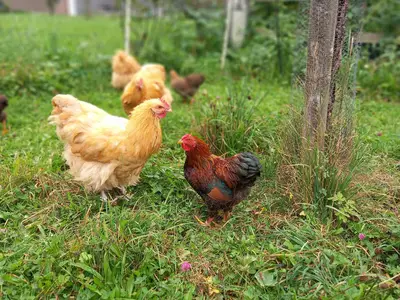 Die glücklichen Hühner