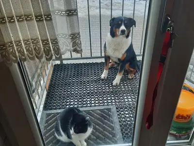 unsere zwei  LÜMMEL