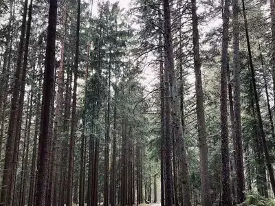 nur wenige Schritte hinter dem Haus beginnt der Wald und der Weg zum Gasthof Schweinsbach