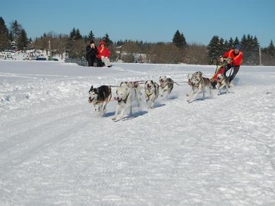 Hundeschlittenrennen im Thüringer Wald
