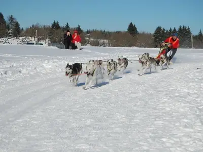 Hundeschlittenrennen im Thüringer Wald