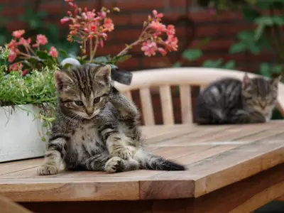Katzen fühlen sich wohl