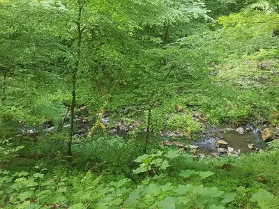 Wanderung durch die Holzbachschlucht