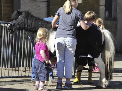 Pony reiten putzen