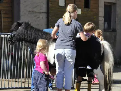 Pony reiten putzen