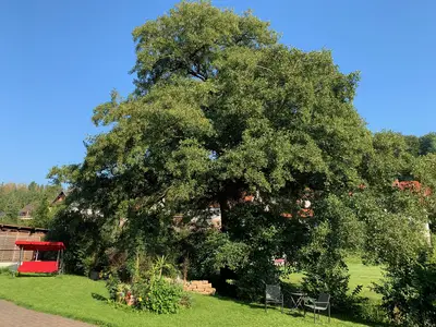 Ferienwohnung für 2 Personen (45 m²) in Wolfsburg 9/10