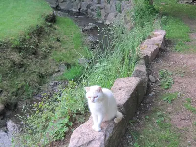 Brutus bewacht den Bach