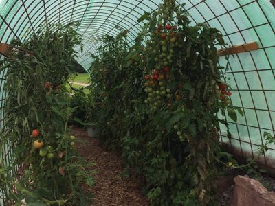 Tomaten im Tomatenhaus