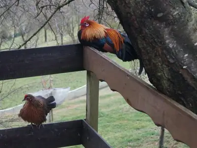 Ferienwohnung für 6 Personen (75 m²) in Glatzenthal bei Gnas 10/10