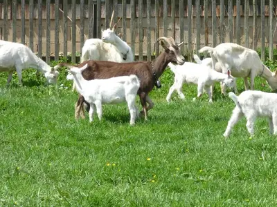 bierl-gleissenberg-tiere-nachbars-ziegen-am-haus