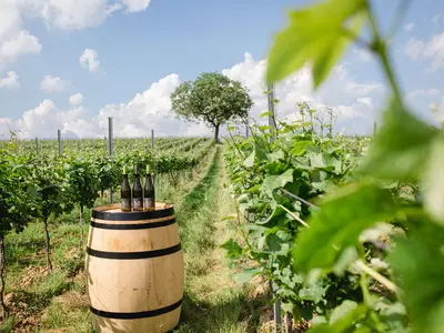 Weingut Doll