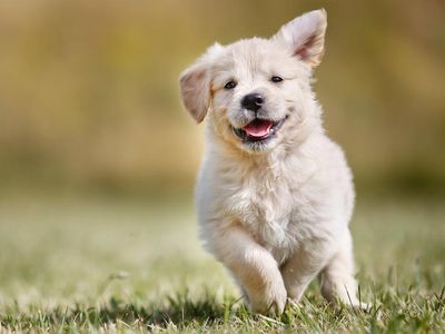 Hund auf Anfrage willkommen