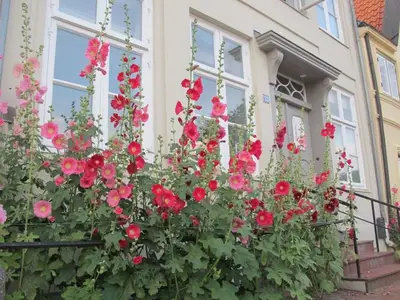 Ferienwohnung für 4 Personen (70 m²) in Glückstadt 4/10