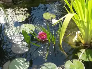Ferienwohnung für 4 Personen (52 m²) in Glücksburg