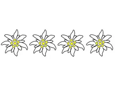 4 Edelweiß Klassifizierung
