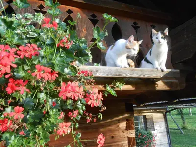 Unsere Katzen