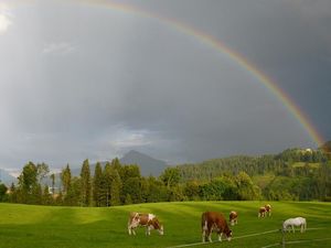 Regenbogenklein